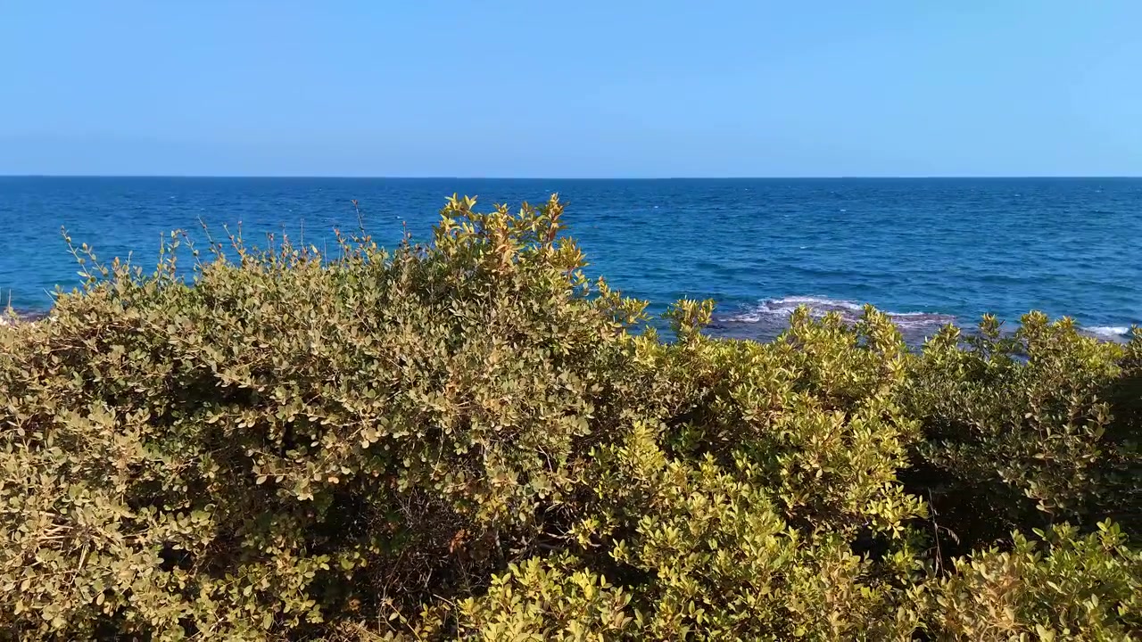 Scenic View of Blue Ocean Behind Coastal Bushes
