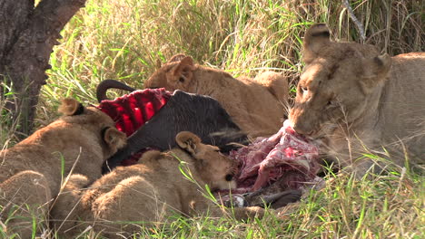 un grupo de leones festejando con un búfalo del cabo asesinado