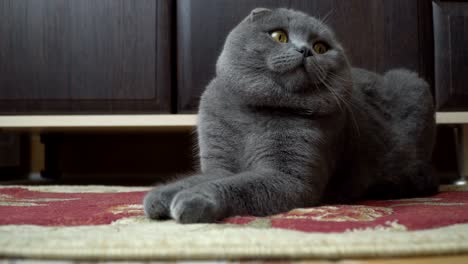 кошачья уховая британка
