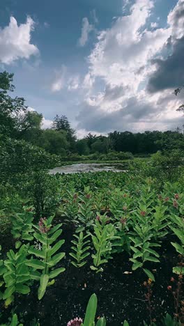 beautiful nature scene with a pond and lush greenery
