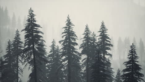 fir-forest-on-a-foggy-day