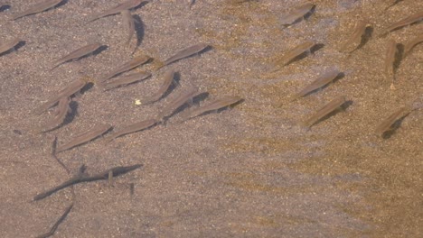 changing places as they make a formation in diagonal then a dried leaf floated from the right to the left, fish in the stream, poropuntius sp