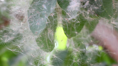 Rama-De-árbol-Y-Hoja-Cubierta-De-Telaraña