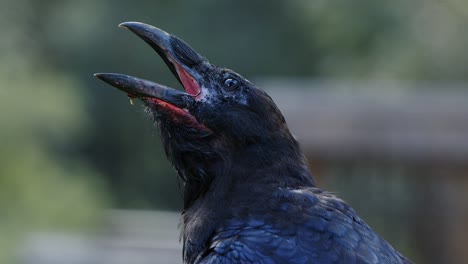 curious black raven perches on wooden railing, then flies away