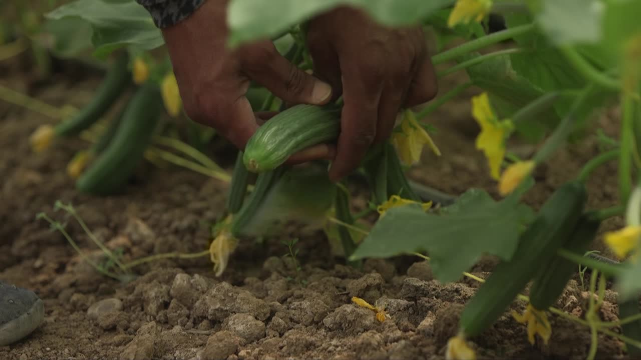cultivo de hortalizas en invernaderos y riego por goteo