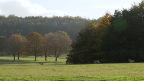 deer running across fields