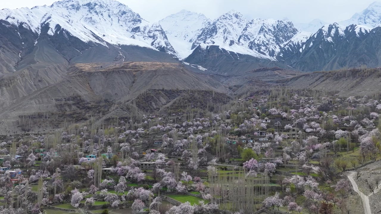 Pakistan'ın Skardu şehrinde pembe kayısı çiçeklerinin üzerinde ilerleyen sinematik drone uçuşu.