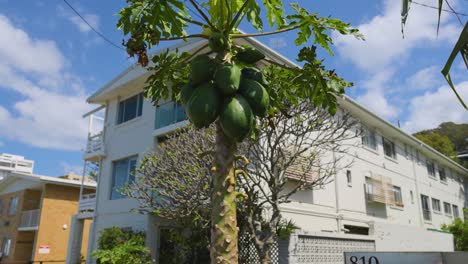 papayas creciendo cerca de los apartamentos de la playa de currumbin
