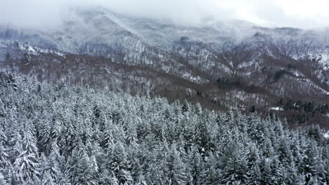 snowy forest with foggy mountain landscape, serene winter scene, calm and remote