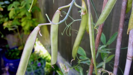 Nahaufnahme-Der-Grünen-Samenkapseln-Der-Immerwährenden-Duftwicke,-Die-Nach-Der-Blühenden-Pflanze-In-Einem-Garten-Im-Vereinigten-Königreich-Wächst