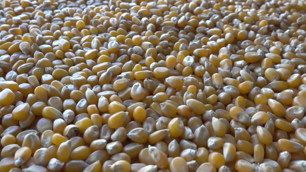 un montón de semillas de maíz en un plato