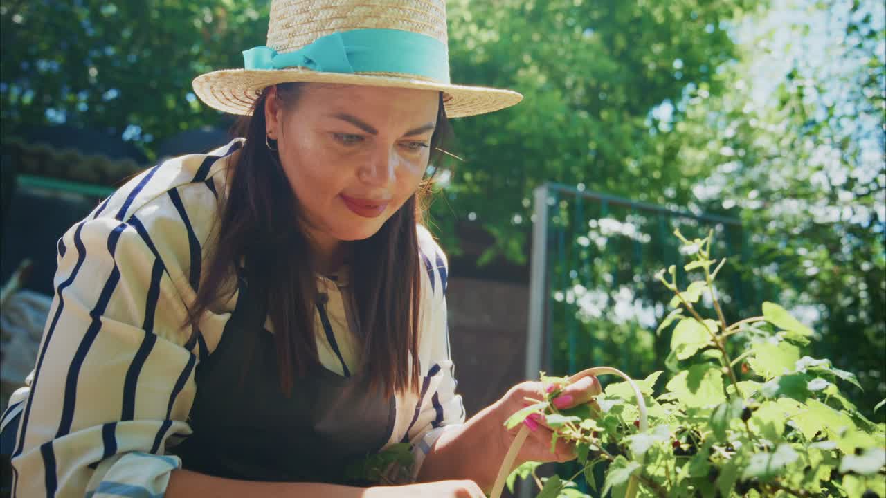Woman Harvesting Blackberries in a Garden
