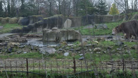 Par-De-Osos-Polares-Salvajes-En-El-Recinto-Exterior-Del-Zoológico