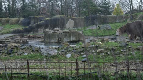 par de osos polares salvajes en el recinto exterior del zoológico