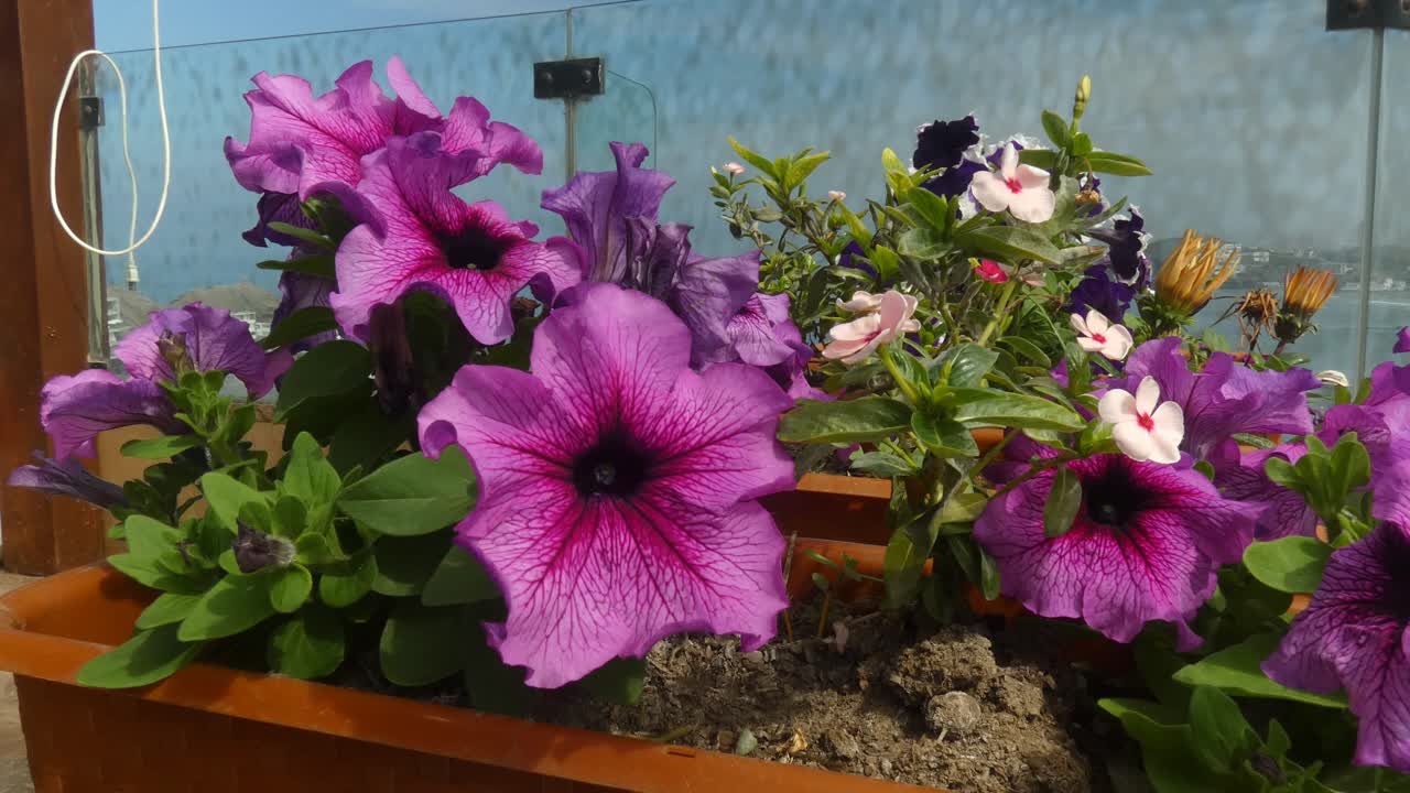 Flowers in pot out in the sun. The flowers visible in front are common garden petunias. The five petals are a bright pink color and the leaves are green.