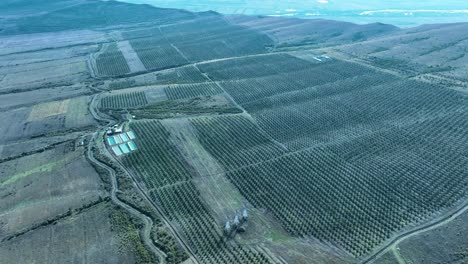Aerial View of a Large Orchard