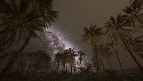 starry night sky against with coconut palm trees