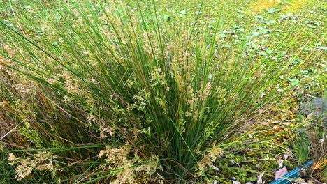 primer plano de juncus effusus en el jardín de la costa dorada