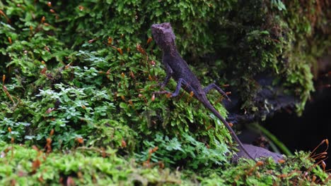 gesehen, wie er sich auf der hangseite eines moosbeetes im dschungel ausruht, brauner pricklenape acanthosaura lepidogaster, nationalpark khao yai