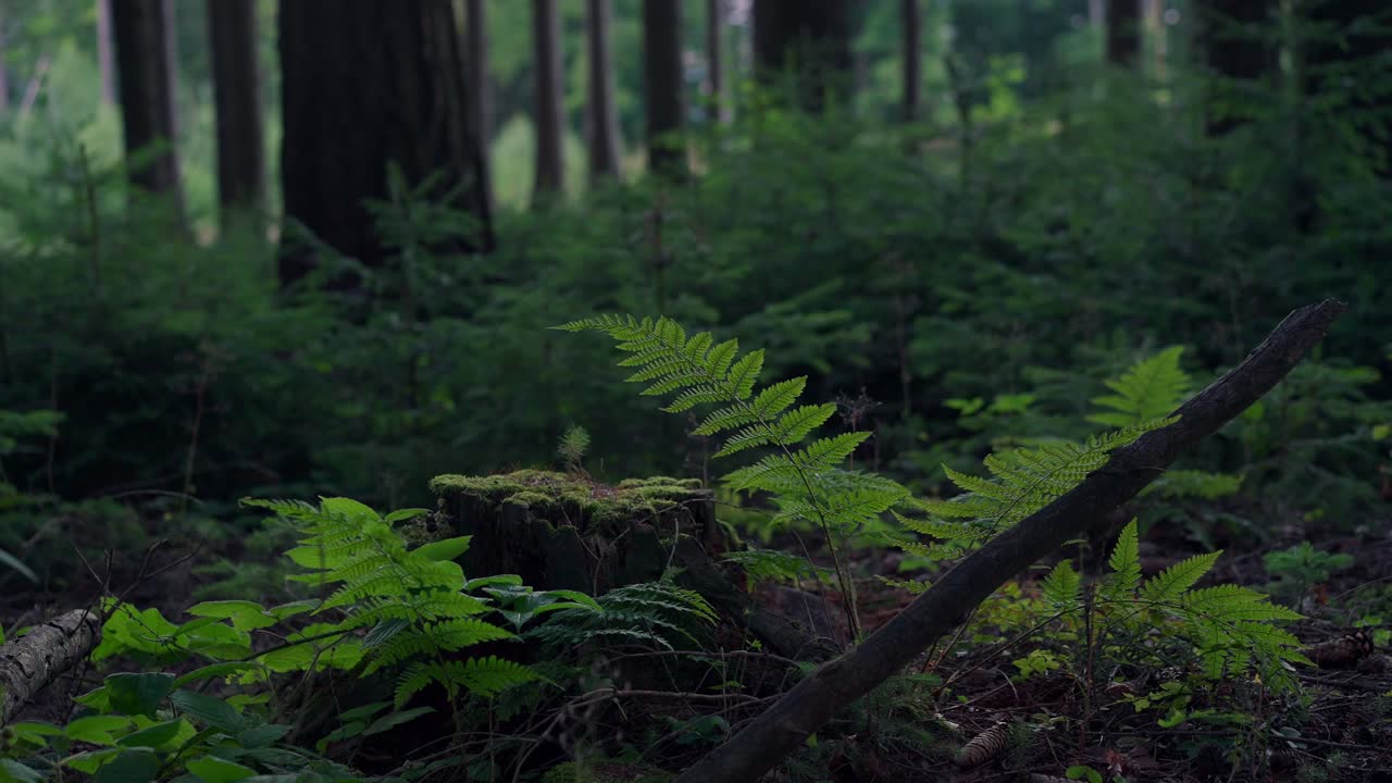 los helechos que crecen cerca de un tronco de árbol se balancean en el viento