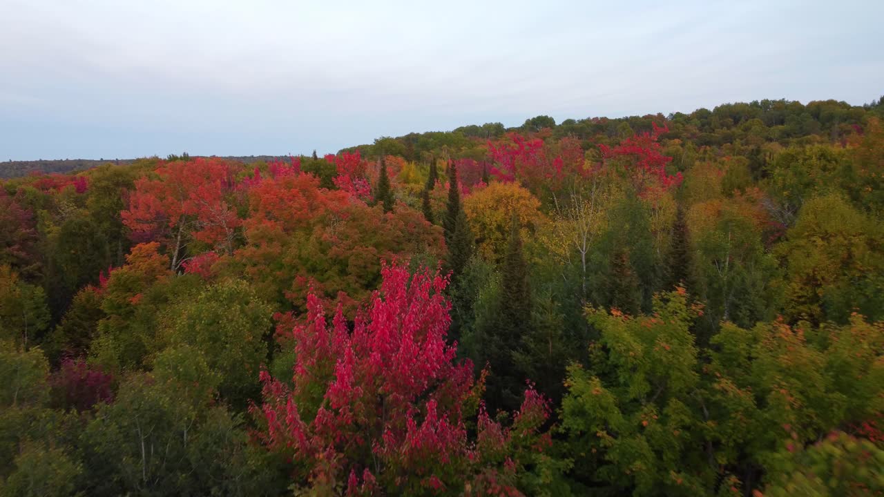 자연의 아름다운 가을 색 ⁇ 을 가진 비행장 숲