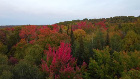 flyover forest with beautiful autumn colors of nature