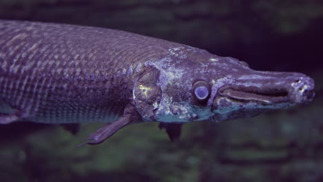 Fish-longnose-gar-(Lepisosteus-osseus),-also-known-as-longnose-garpike,-and-billy-gar,-is-a-ray-finned-fish-in-the-family-Lepisosteidae.