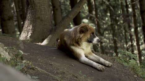 Raza-De-Perro-Himalaya-En-Manali,-Himachal-Pradesh