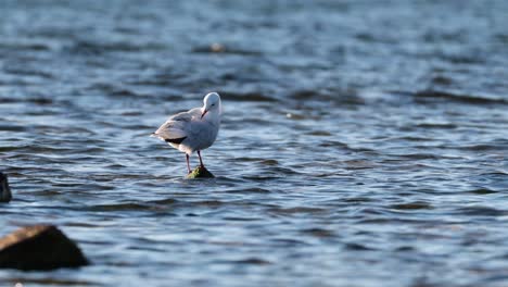 una gaviota navegando en el océano en la playa de brighton