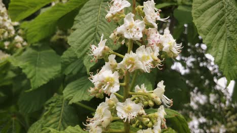 European Chestnut tree in harsh wind close-up flowers blooming
