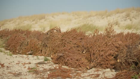 pan shot of foliage of felled trees spread out on the ground at la teste-de-bush, france