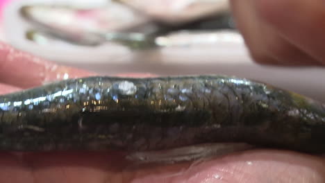 preparing fresh sardines