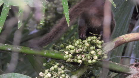 pequeño coatí trepando al árbol en busca de comida