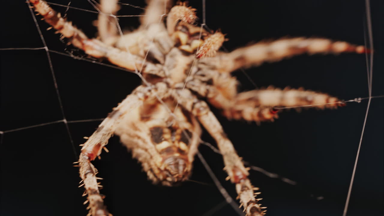Close up of a spider sitting in its web, showing intricate details of its body and fine silk threads
