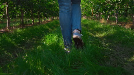 Nahaufnahme-Eines-Agronomen,-Der-Zu-Einer-Plantage-Auf-Dem-Land-Geht-Und-Die-Qualität-Der-Bäume-Kontrolliert