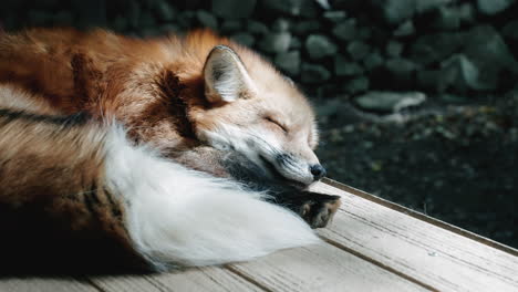 red fox sleeps peacefully on a wooden plank under the sun at zao fox village, shiroishi, miyagi, japan