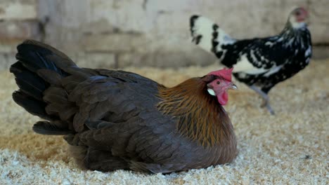 Hen-sitting-in-hen-house,-small-backyard-chicken-coop