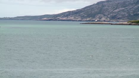 A-shot-of-a-Gannet-sea-bird-diving-for-fish