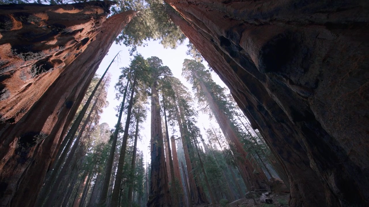 Et ekstremt lavt perspektiv ser lige op gennem tårnhøje sequoiatræer mod en lys himmel