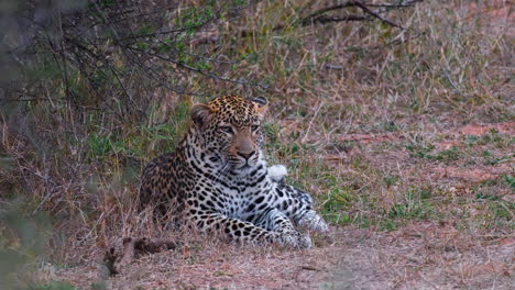 primer plano del leopardo africano acostado en el suelo bajo el arbusto en áfrica