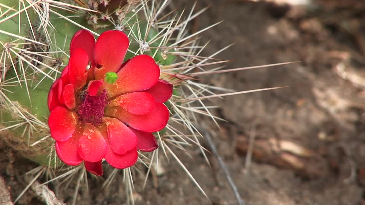 피는 사막 선인장을 수분하는 꿀벌의 근접 촬영