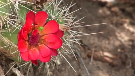 primer plano de una abeja polinizando un cactus del desierto en flor