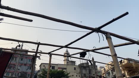 group of crows in the city on bamboo structure, urban wildlife fauna still low angle shot