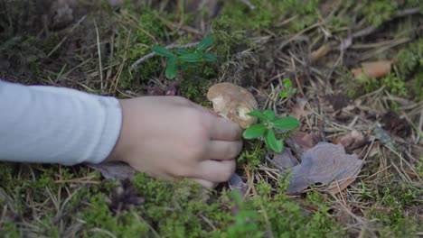 Una-Niña-Pequeña-Está-Recogiendo-Setas-En-Un-Bosque-Durante-El-Verano