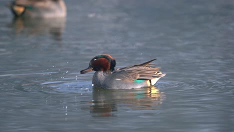 a green winged teal swimming around in a lake in the morning light while preening its feathers