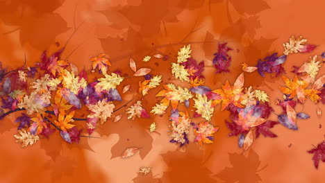 brightly colored oak and maple leaves from a twirling and falling tree branch. animated looped autumn orange background.
