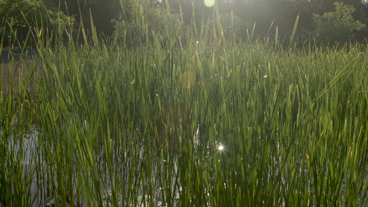 카메라가 왼쪽에서 오른쪽으로 이동하여 물에서 반사되는 빛과 함께 물 크레스를 통과합니다.