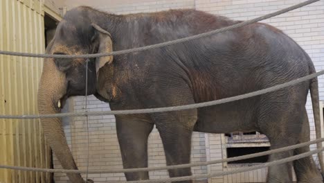 Asian elephant in a cage, an elephant behind bars, an animal in captivity