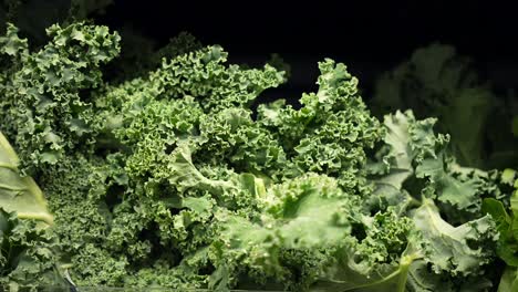 fresh, organic kale or wild cabbage in a big leafy pile - isolated close up