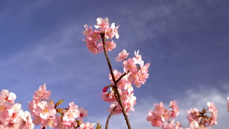 looking up to single branch of sakura cherry blossom against blue and cloudy sky